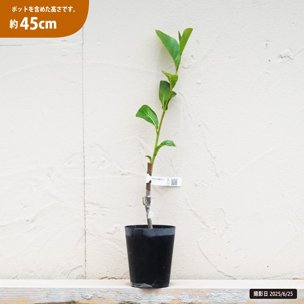 バンレイシ アンノナ ディオイカ 苗 販売 苗木部 By 花ひろばオンライン