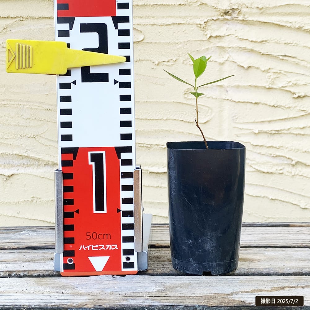 セレージャ オレンジ 苗 販売 苗木部 By 花ひろばオンライン