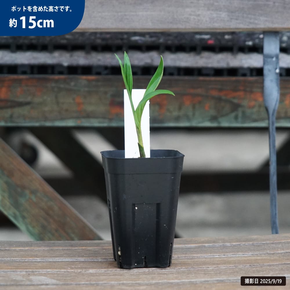 カカオ苗2鉢組　トリニタリオ種 カカオ苗2鉢組 トリニタリオ種