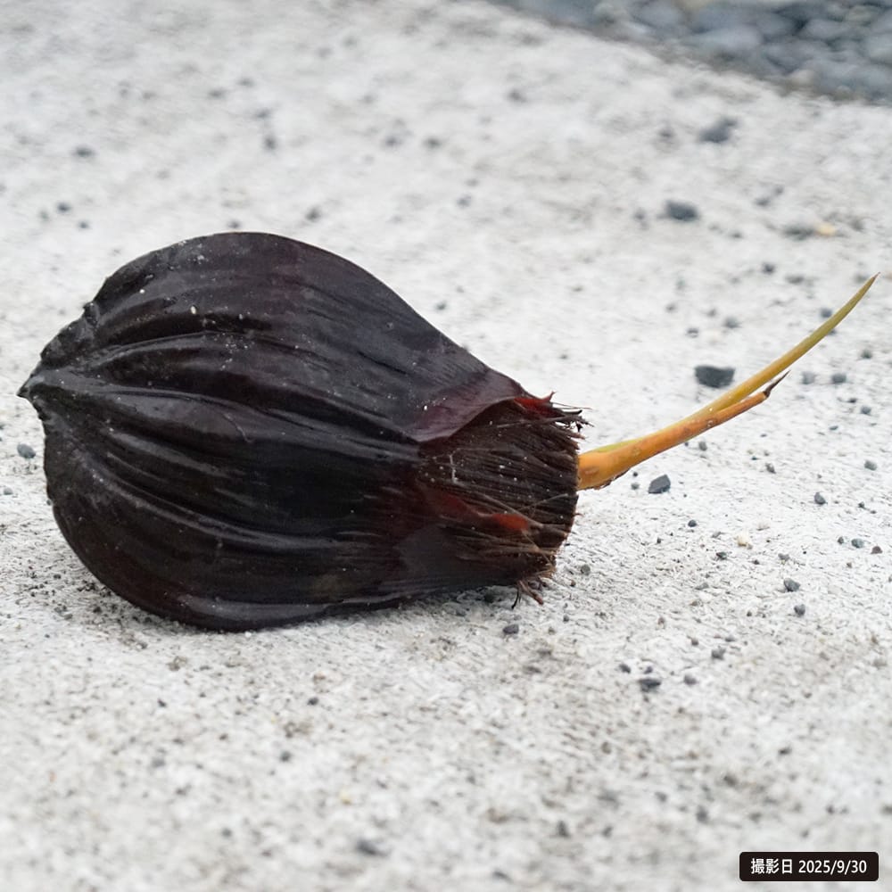 ニッパヤシ 苗 販売 苗木部 By 花ひろばオンライン