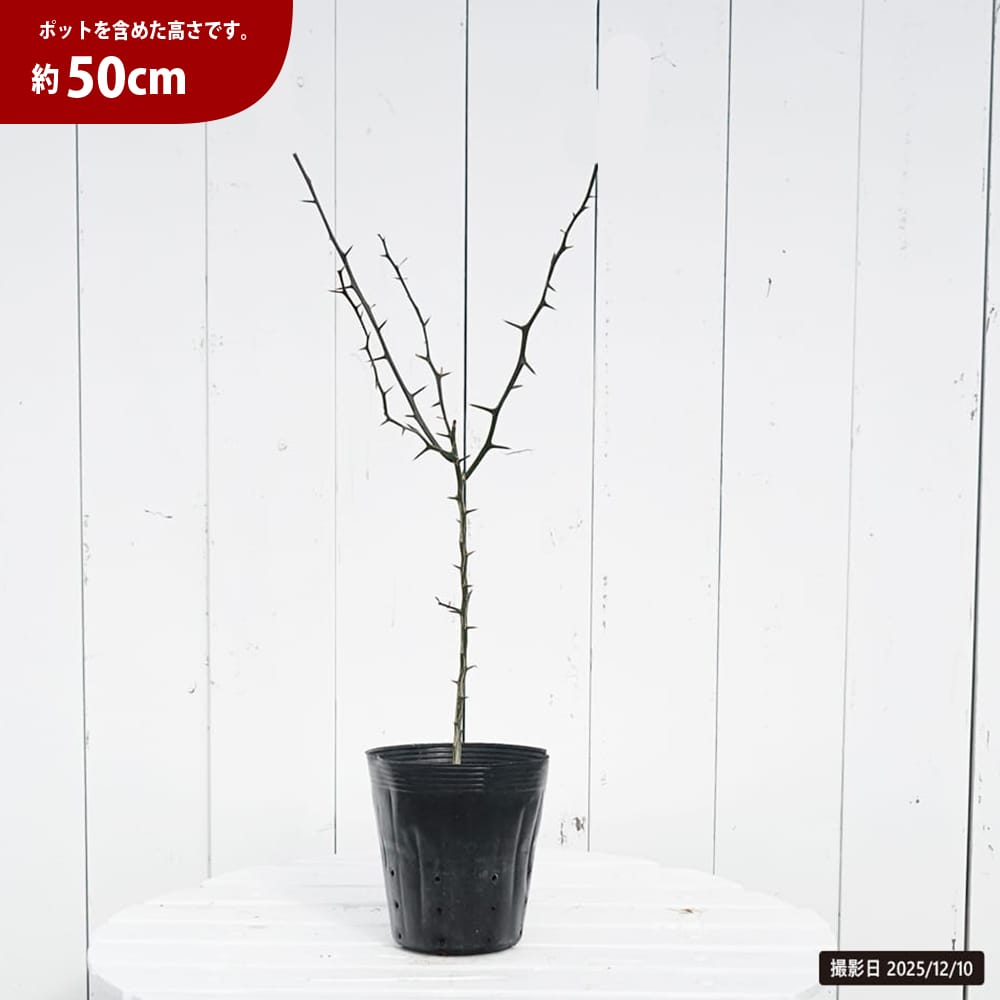 カラタチ 苗 販売 苗木部 By 花ひろばオンライン