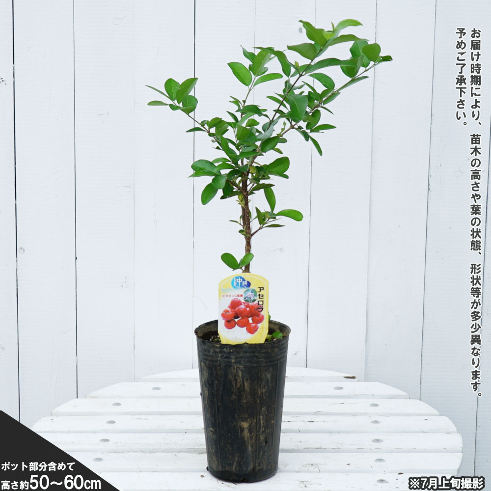 アセロラ 挿し木 (苗) 20株 - 植物/観葉植物