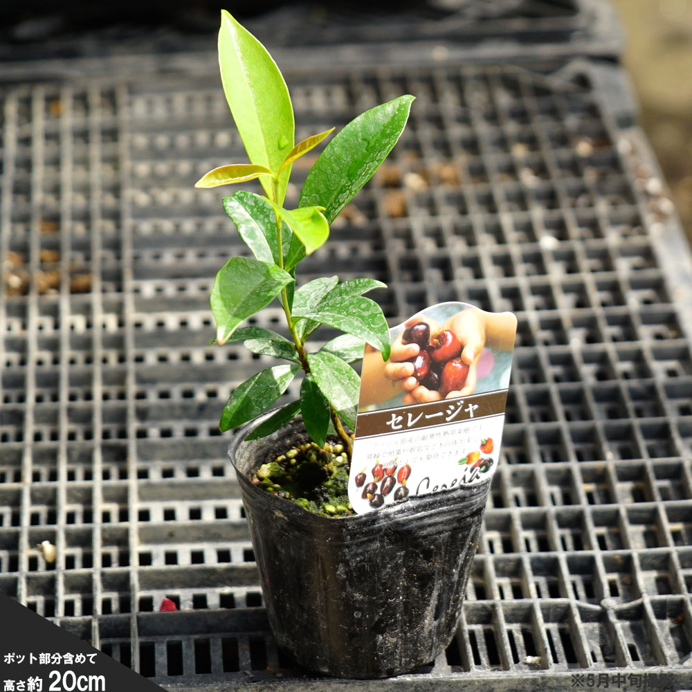 チェリモヤ 苗木 6号 大苗 希少 - 植物/観葉植物