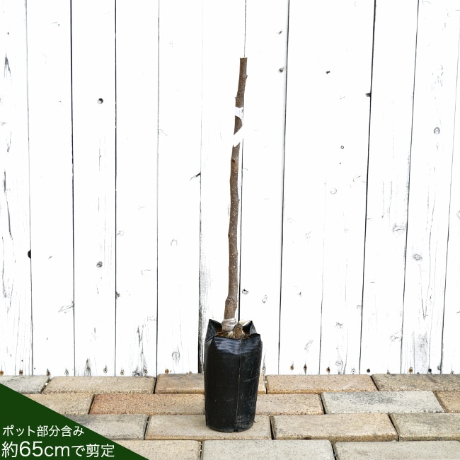 愛宕柿 完全渋柿 苗 おすすめ 苗木部 By 花ひろばオンライン