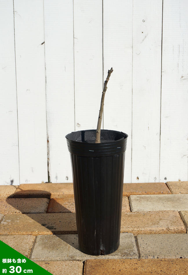 菓子くるみ 苗 植え方 苗木部 By 花ひろばオンライン