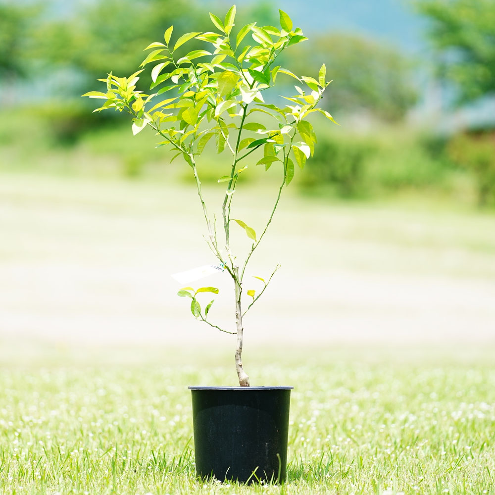 21超人気 送料無料 グレープフルーツの苗 マーシュ 果樹の苗木 15cmポット 1 2年生 接木苗 1個売り ルビー ピンクグレープフルーツの苗木