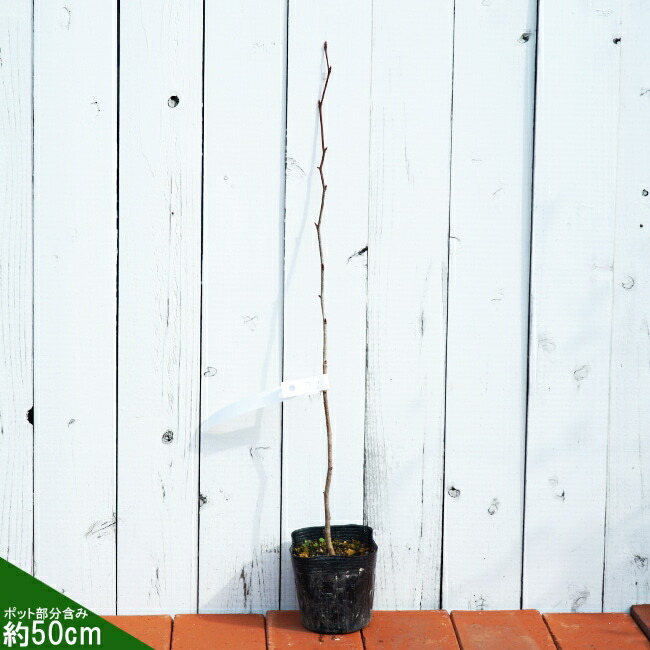 ツツジの通販 苗木部 By 花ひろばオンライン