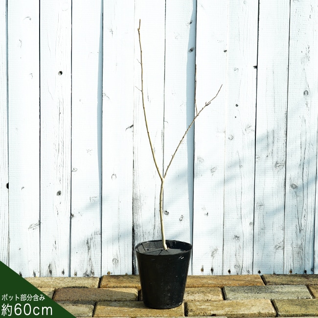 ザクロ 大実水晶ザクロ 苗 販売 苗木部 By 花ひろばオンライン