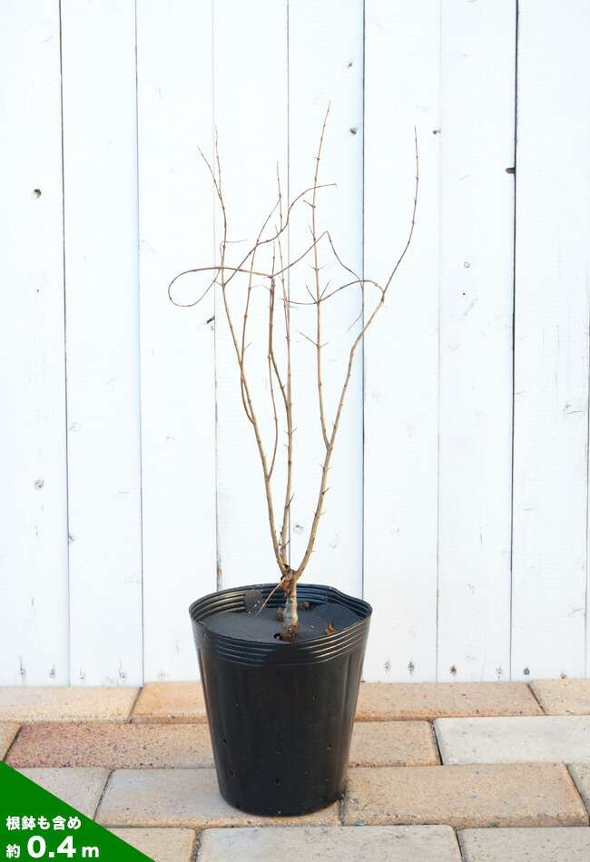 ザクロ 実ザクロ 種無しザクロ 苗 通販 苗木部 By 花ひろばオンライン