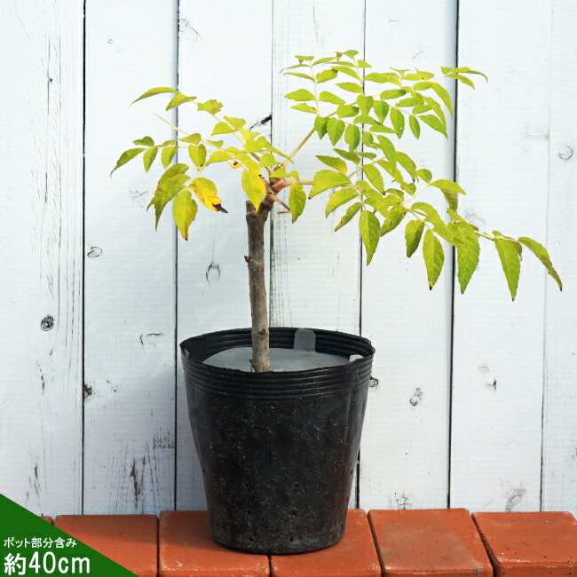 ⭐たらの芽 苗木⭐ ⭐20本⭐ ⭐たらの芽 苗木 20本⭐ 【公式通販】