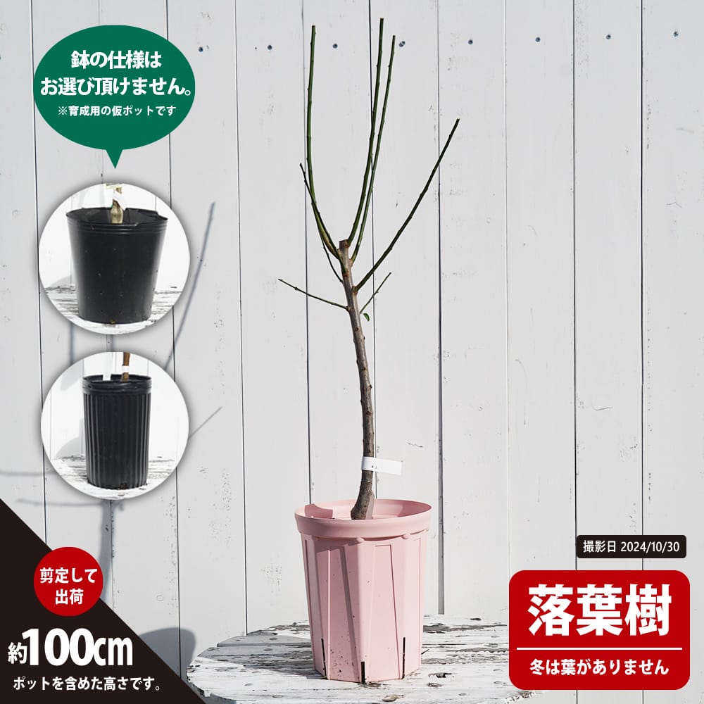 5月3日(土)21時、入荷苗のご紹介‼️ 販売場所はBull Succulent