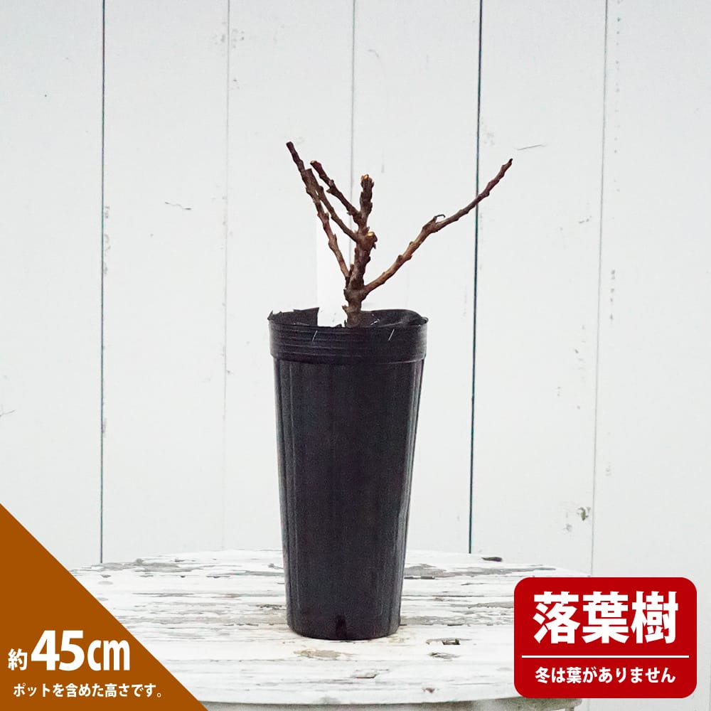 Amazon.co.jp: 桃の木 ボナンザピーチ : DIY・工具・ガーデン