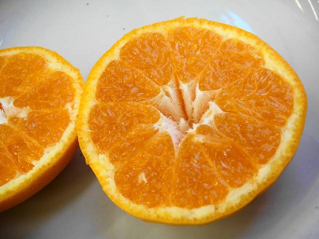 柑橘の苗木