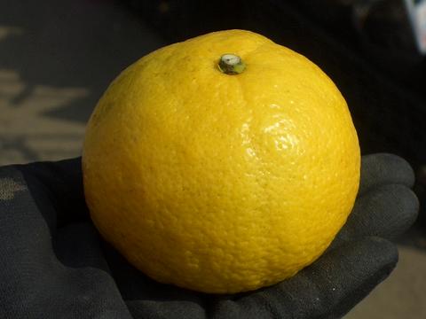 柑橘 はるか 1