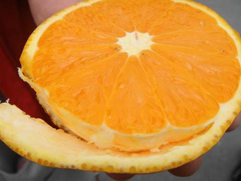 清見 オレンジ の 収穫 時期