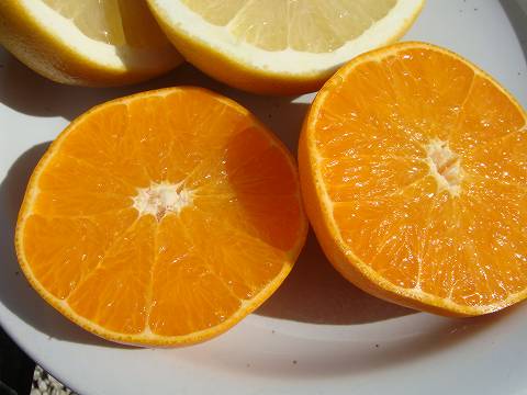 柑橘　果樹苗　黄金柑　ゴールデンオレンジ 柑橘 果樹苗 ゴールデンオレンジ 黄金柑 苗木 ◇送料無料◇ □優良2