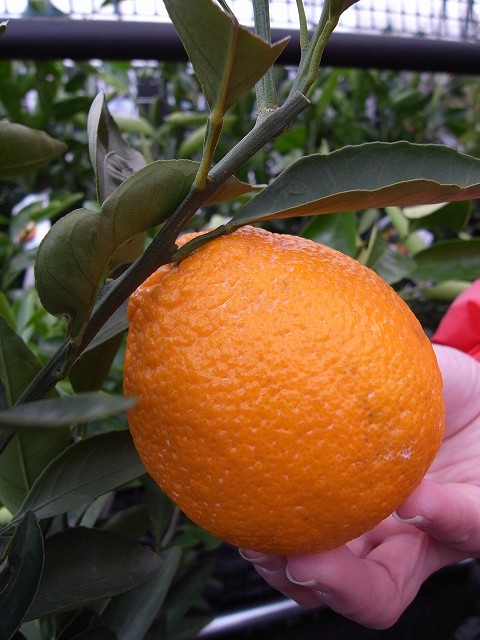 柑橘 デコポン 3