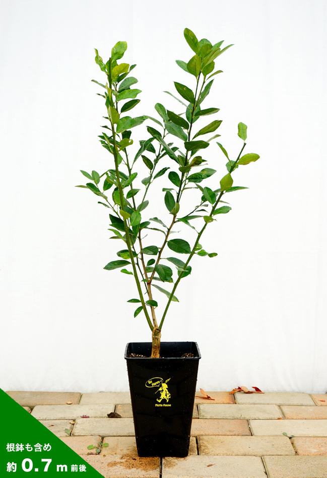 【マイヤーレモン】 レモンの木 2年生接木苗 角鉢植え