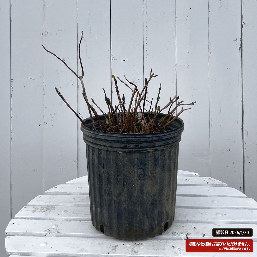 アジサイ 黒軸 苗 通販 苗木部 By 花ひろばオンライン