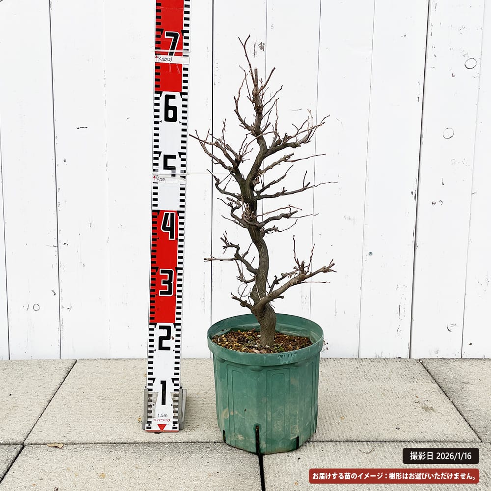 超美形。特大 エゴノキ3.5M(鉢底から)※エリア限定自社配送又はお引き取り エゴノキ レディベルコンパクタ 苗 おすすめ 苗木部 By 花ひろばオンライン