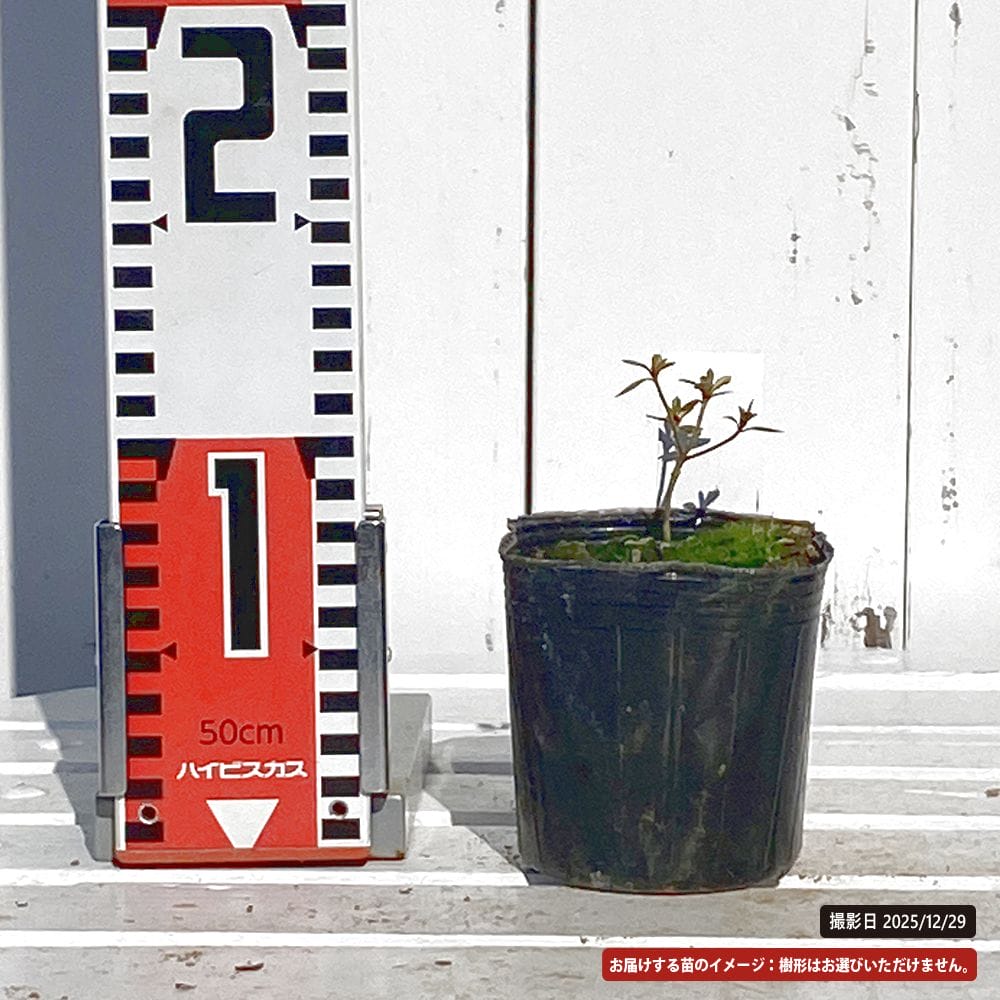 ツツジ ヤマツツジ 斑入 苗 通販 苗木部 By 花ひろばオンライン