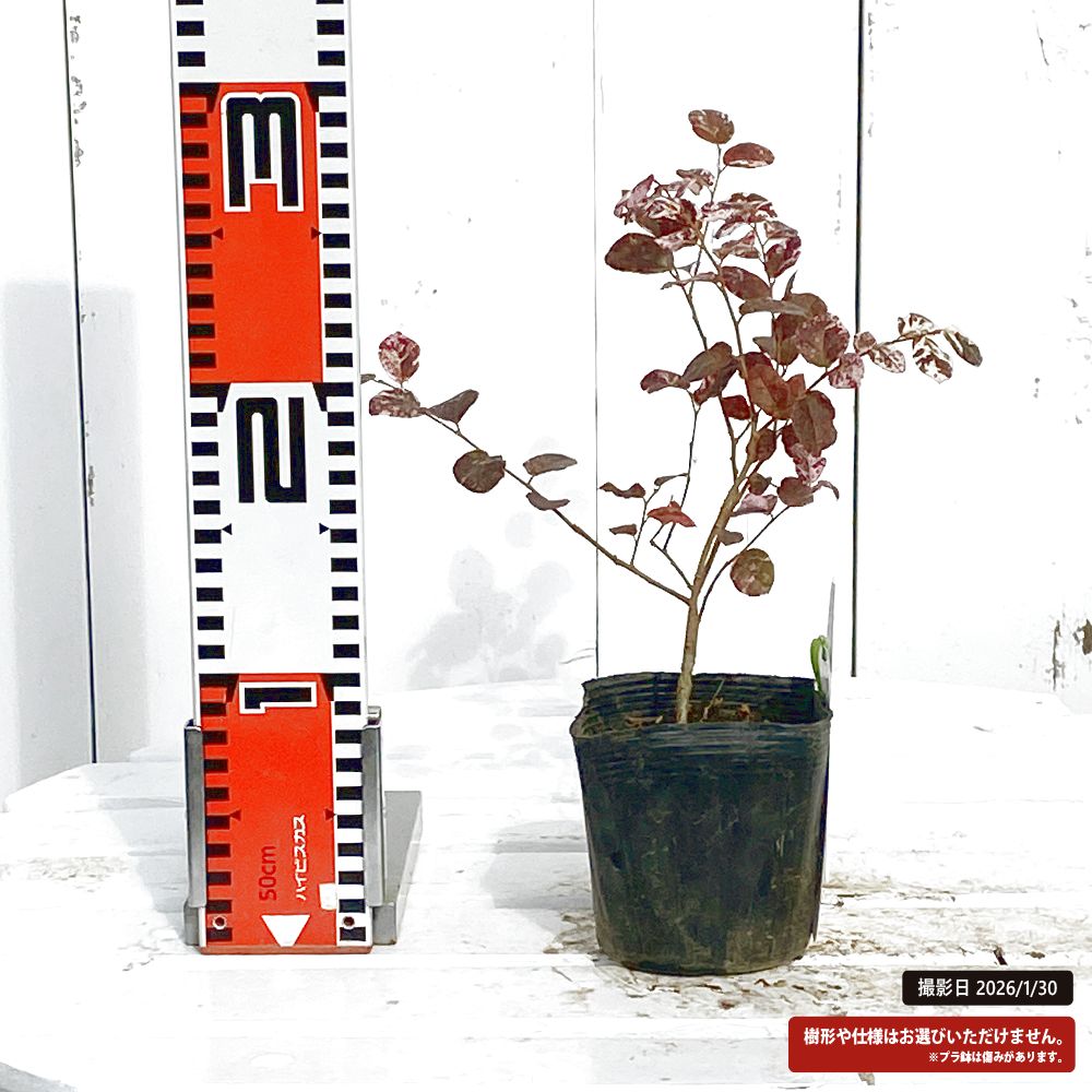 トキワマンサク 七彩 苗 販売 苗木部 By 花ひろばオンライン