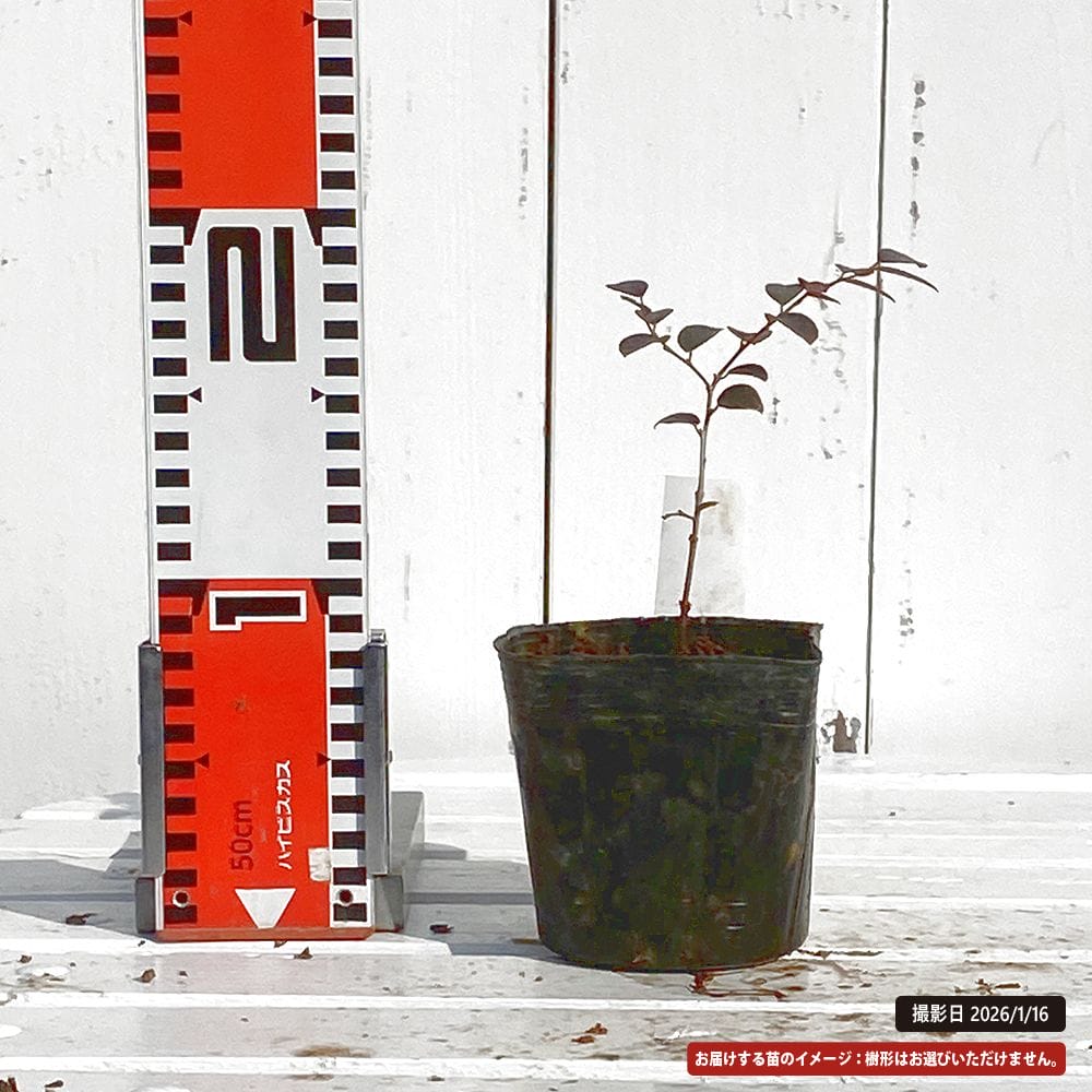 トキワマンサク 紅姫 苗 販売 苗木部 By 花ひろばオンライン