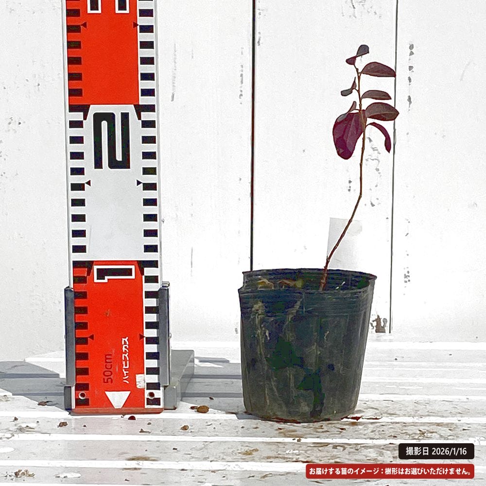 トキワマンサク 紅炎 苗 販売 苗木部 By 花ひろばオンライン