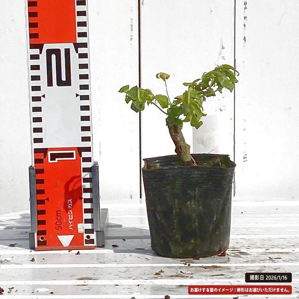 ナンテン 折鶴白実 苗 販売 苗木部 By 花ひろばオンライン