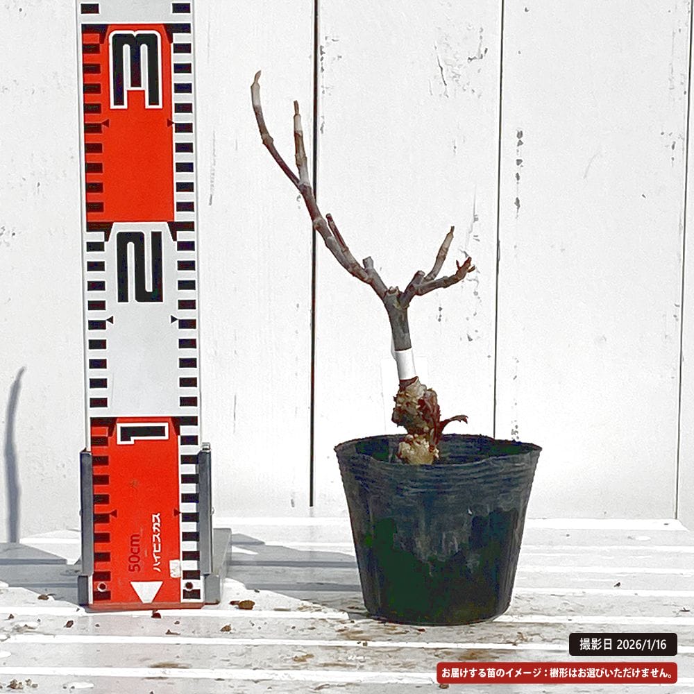 ムシカリ 盆栽 ムシカリ 段変り 苗 販売 苗木部 By 花ひろばオンライン