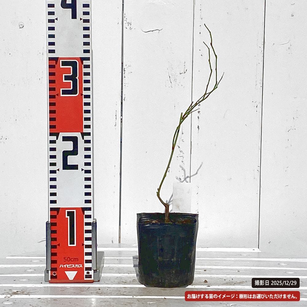 ヤマブキ ルクレソレイユ 苗 販売 苗木部 By 花ひろばオンライン