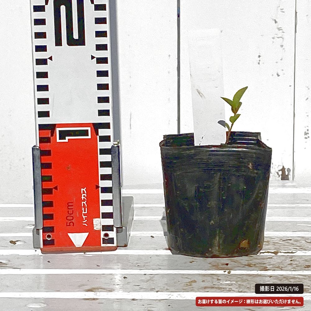 アオバナハイノキ 藍 苗 販売 苗木部 By 花ひろばオンライン