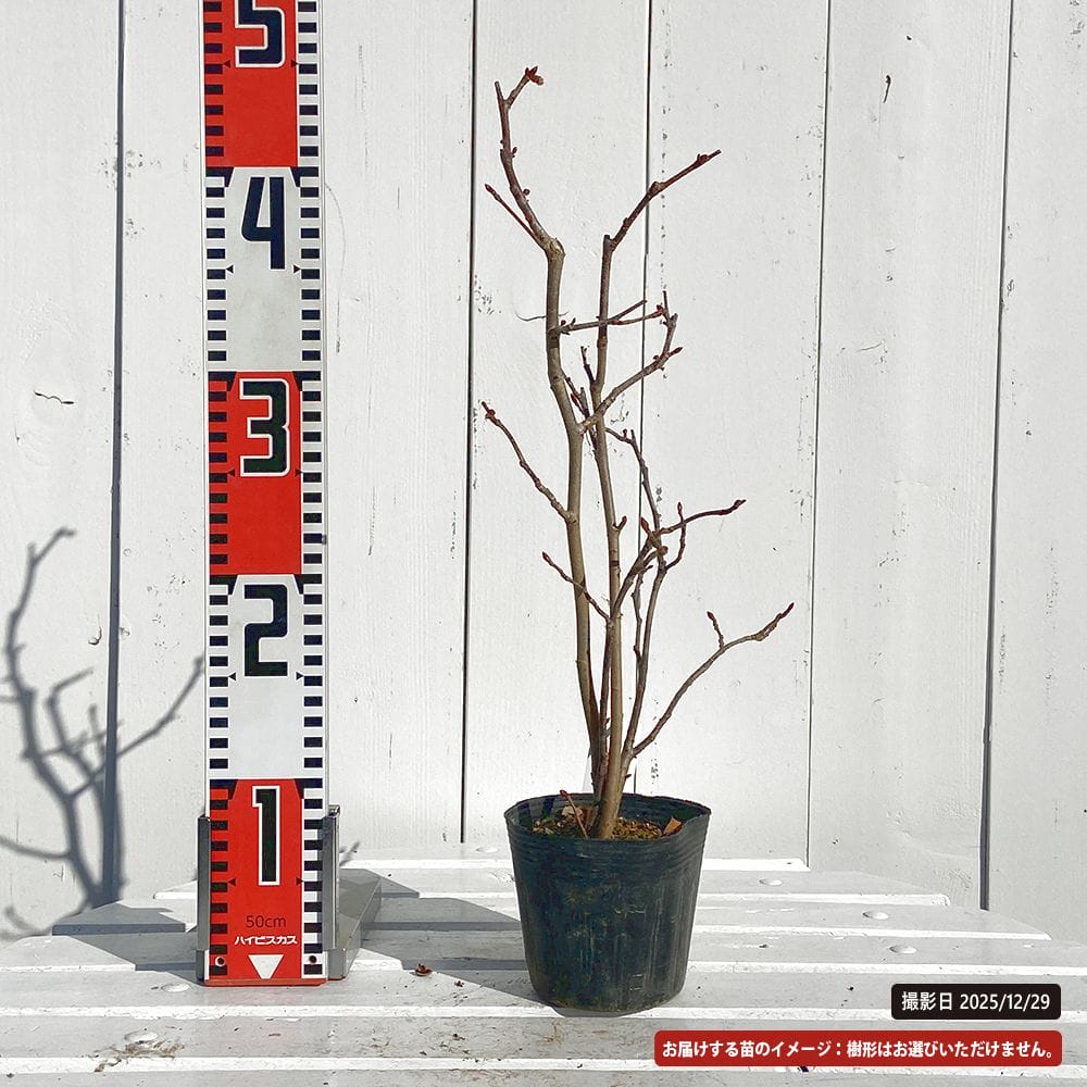 マルバノキ 苗 鉢植え 苗木部 By 花ひろばオンライン