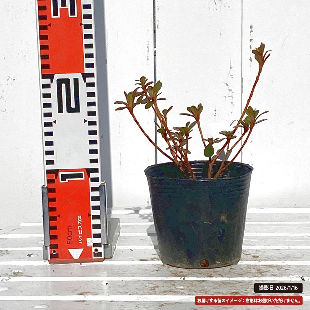 ツツジ 彩香 苗 販売 苗木部 By 花ひろばオンライン