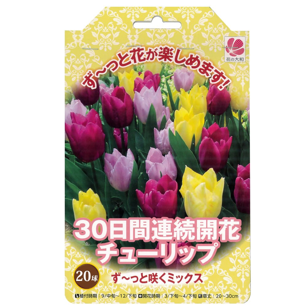 ☆ TULIP さま　専用　☆ ☆ TULIP さま 専用 ☆