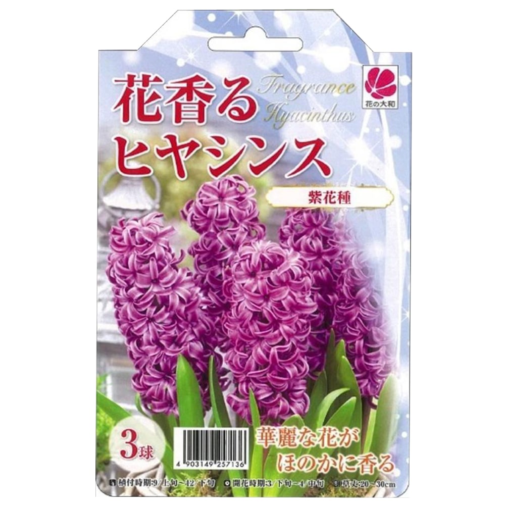 ヒヤシンス 花香るヒヤシンス 紫花 
