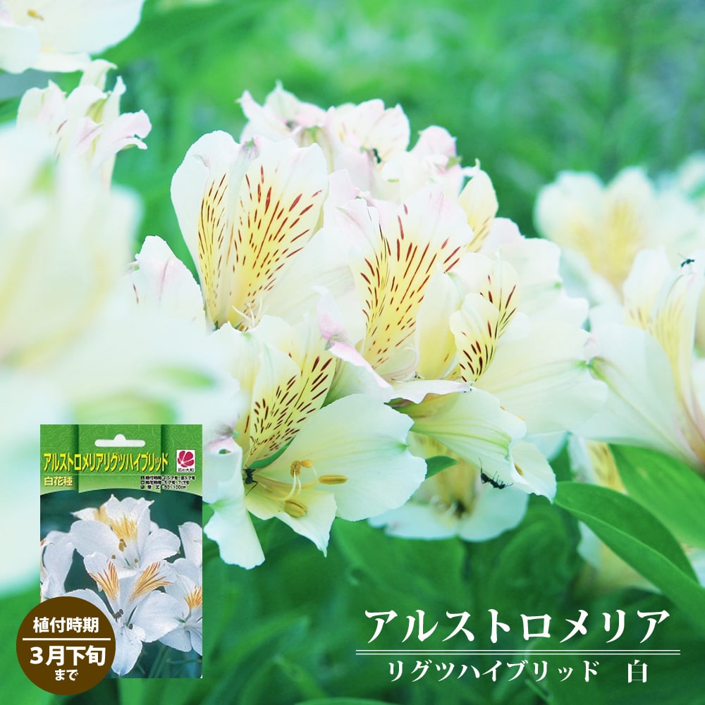 アルストロメリア 白花種 1
