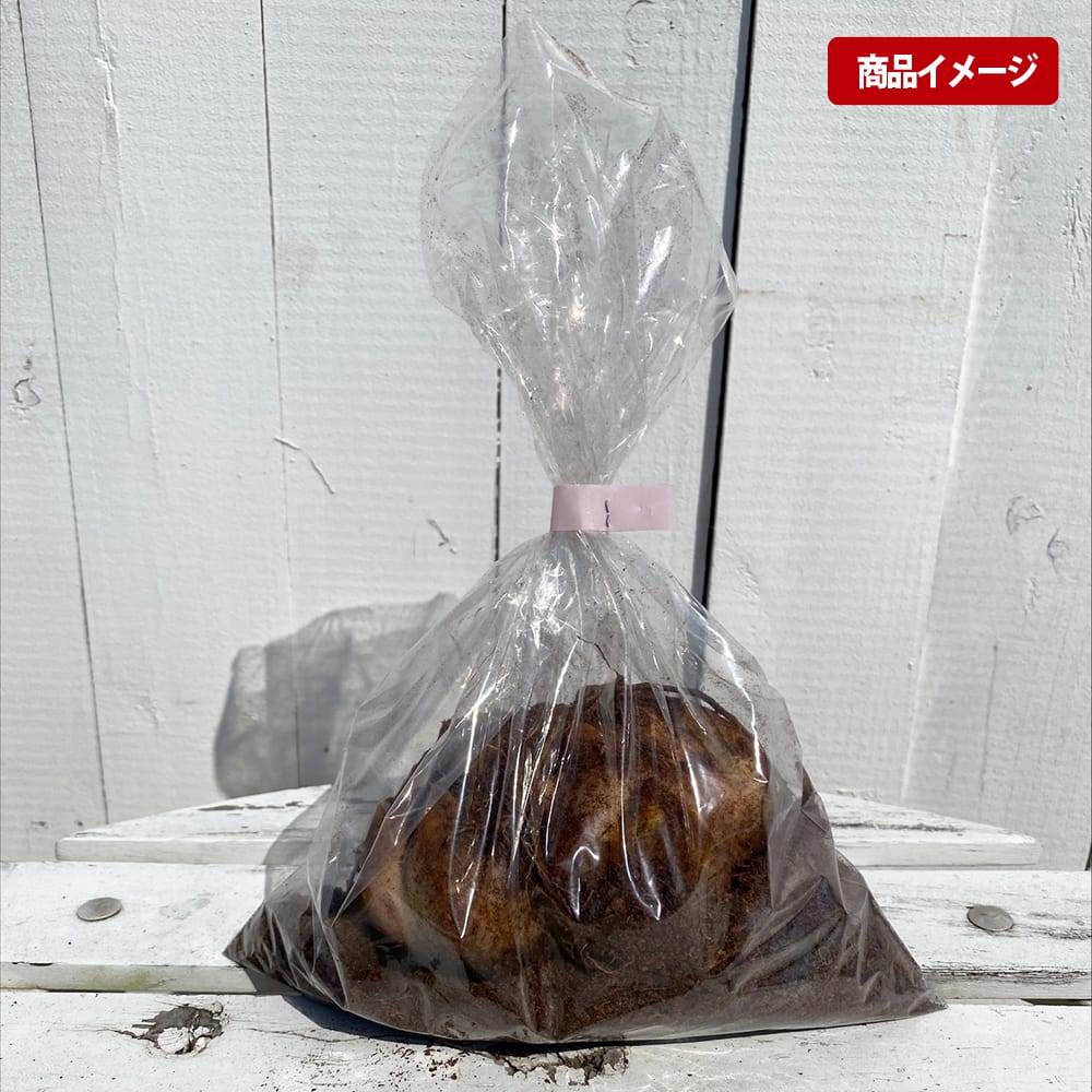 【公式】アクセサリーの激安通販 おすすめ 苗 カサブランカ 苗木部 花ひろばオンライン By 絵画