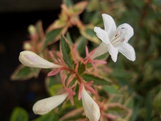 コンフェッティ 苗 販売 苗木部 By 花ひろばオンライン