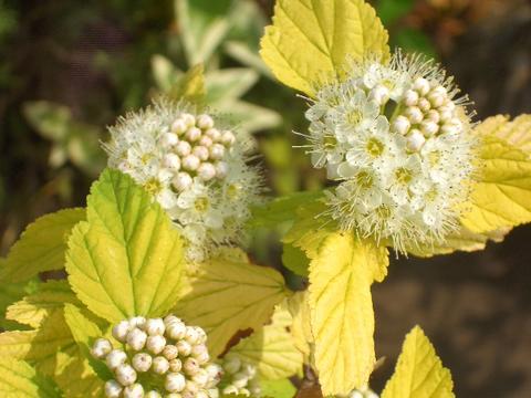 コデマリ 黄金葉 苗 植え方 苗木部 By 花ひろばオンライン