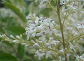 シルバープリペットの花