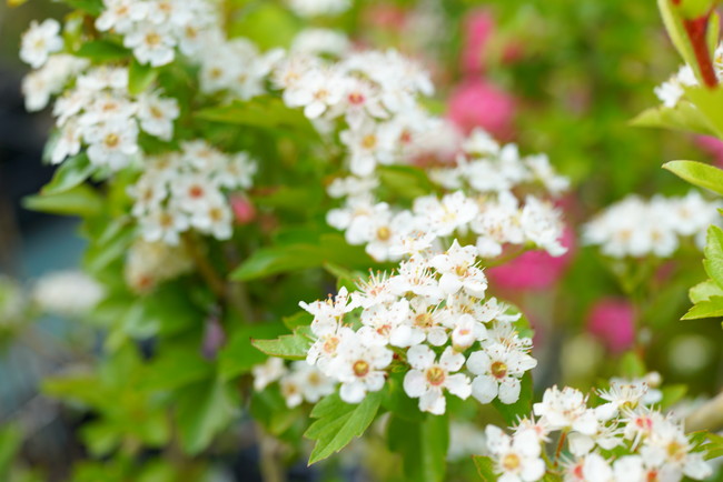 ルビーサンザシ ポット苗 庭木 落葉樹 低木 観賞花木 苗木部 本店 By 花ひろばオンライン