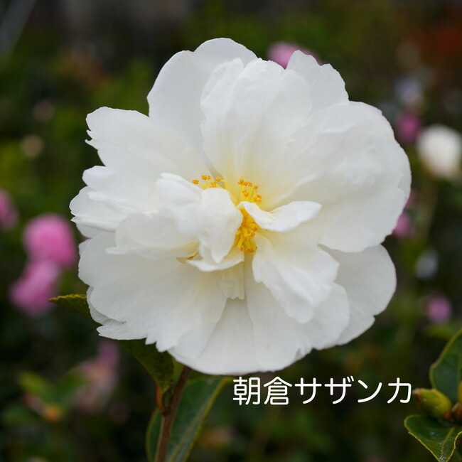 白のサザンカ、予約分 専用です。 - 植物/観葉植物