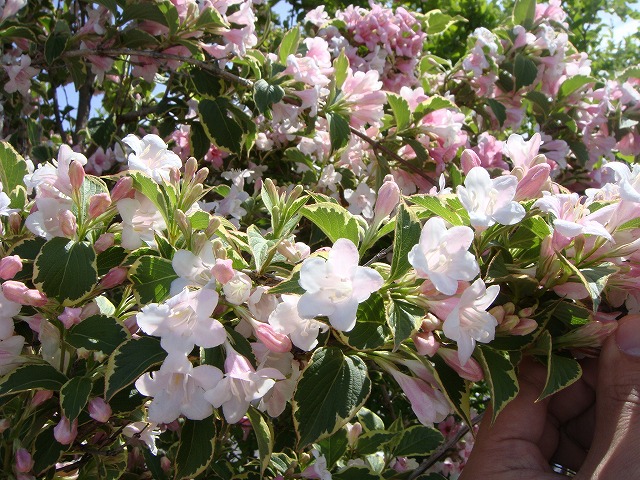 オオベニウツギ　バリエガータ　花　ピンク　斑入り　葉