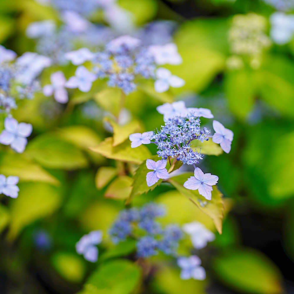 ヤマアジサイ 伊予の十字星 苗 販売 苗木部 By 花ひろばオンライン