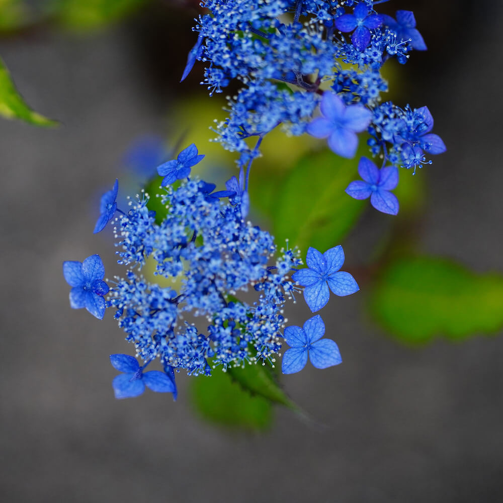 アジサイ 藍姫 の花
