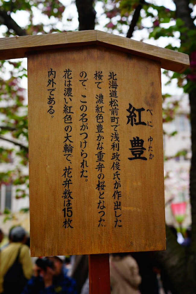 大阪造幣局の桜と立て看板を撮影。