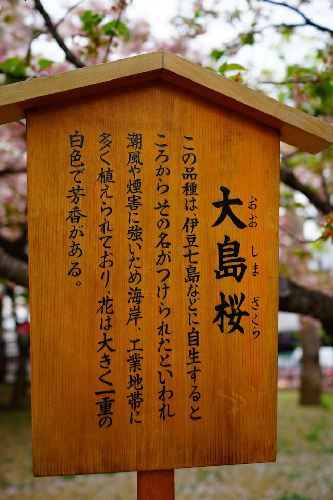 種子：大島桜