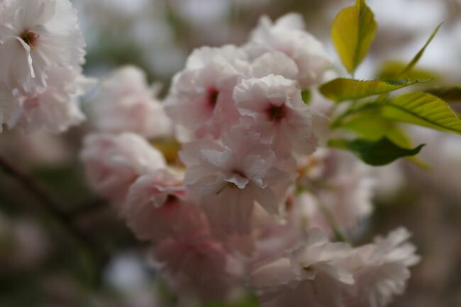 一葉桜  2