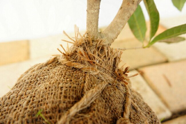 珍しい木 紅花キンモクセイ 木犀 フレグランスレッド 根巻き苗 シンボルツリー 生垣 目隠し 庭木 常緑樹 苗木部 本店 By 花ひろばオンライン
